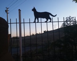 Декоративная накладка на забор "Чёрный кот"